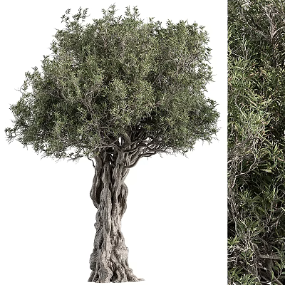 Majestic Tree With Twisted Trunk And Lush Green Foliage In Natural Environment 3d model