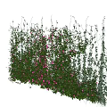 Lush Climbing Vines With Green Leaves And Pink Flowers In Garden