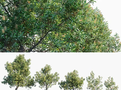 Arbor Trees In Row With Vibrant Green Foliage And Lush Canopy 3d model