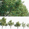Arbor Trees In Row With Vibrant Green Foliage And Lush Canopy