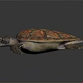 Brown and Orange Patterned Sea Turtle With Stretching Limbs On Dark Surface