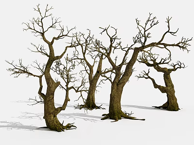 Leafless Trees With Stone Like Wooden Trunks And Exposed Roots In White Background 3d model