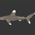 Modern shark great white shark whale shark hammerhead shark tiger shark 3d model