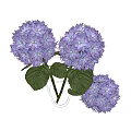 Fresh Purple Hydrangea Flowers in Transparent Vase with Green Leaves