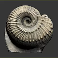 Ammonite Fossil With Spiral Structure Textured Surface And Detailed Ridges Displayed On Dark Background