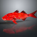 Vibrant Red Fish With Bright Scales Fins And Tail In Gray Background Reflection