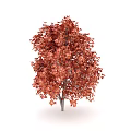 Vibrant Red Leaf Arbor With Lush Autumn Foliage And Strong Trunk