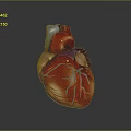 Human Heart as Thoracic Organ 3D Rendered Anatomical Model with Blue Blood Vessels