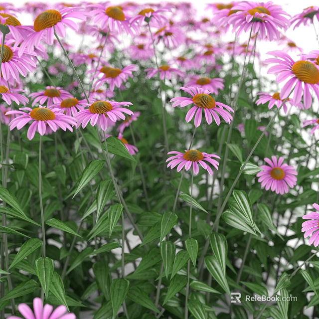 Blooming Pink Coneflowers With Fresh Green Leaves In Garden Flower Bed 3d model 