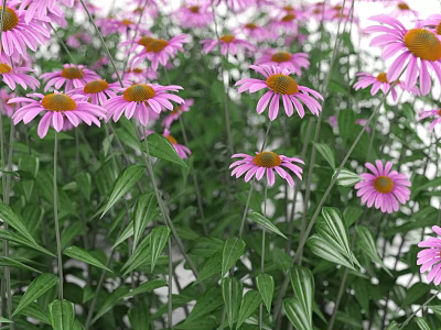 Blooming Pink Coneflowers With Fresh Green Leaves In Garden Flower Bed 3d model