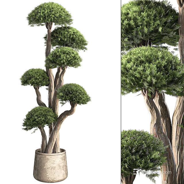 Artistic Bonsai Plant With Curved Trunks And Layered Lush Green Canopies In Ceramic Pot 3d model 
