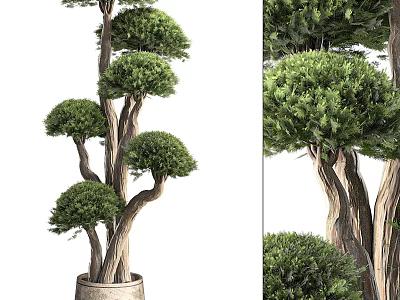Artistic Bonsai Plant With Curved Trunks And Layered Lush Green Canopies In Ceramic Pot 3d model