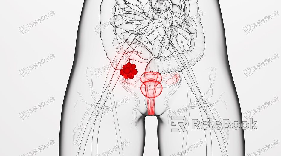 Modern Ovary Human Ovary model