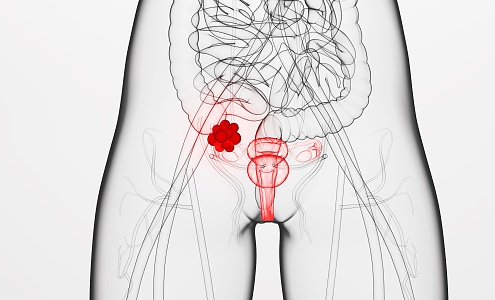 Modern Ovary Human Ovary 3d model