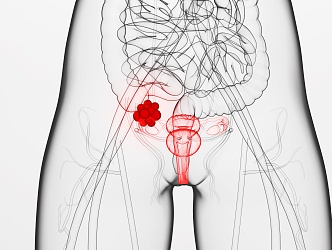 Modern Ovary Human Ovary 3d model