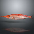 Red Long Snouted Fish Swimming Against Gray Background And Showing Reflection 3d model