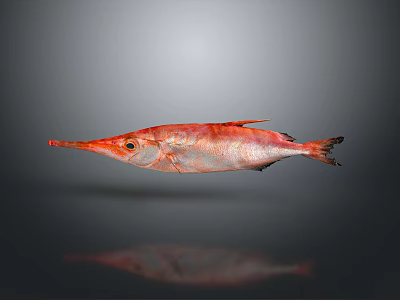 Red Long Snouted Fish Swimming Against Gray Background And Showing Reflection 3d model Red Long Snouted Fish Swimming Against Gray Background And Showing Reflection 3d model
