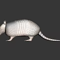 Reptile Armadillo With Scaly Body In Brown And White Standing On Black Background With Reflection