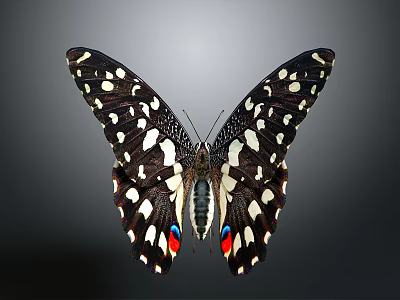 Striking Black And White Butterfly With Spots And Red Blue Wing Accents 3d model
