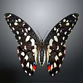 Striking Black And White Butterfly With Spots And Red Blue Wing Accents