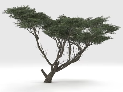 Lush Green Tree With Spreading Branches And Dense Foliage In Isolated Setting 3d model