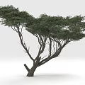 Lush Green Tree With Spreading Branches And Dense Foliage In Isolated Setting