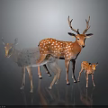 Three Spotted Deer Including Adult With Antlers And Fawn On Dark Background