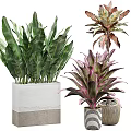 Potted Bonsai Plants With Various Green Leaves And Colorful Foliage In Decorative Pots