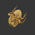 Close Up View Of Natural Cicada Exuviae With Detailed Shell Structure