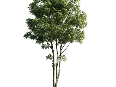 Tall Arbor With Multiple Trunks And Lush Green Foliage In Natural Environment 3d model