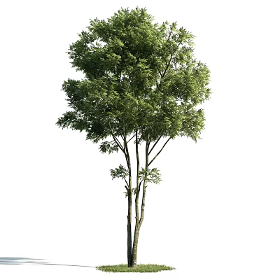 Tall Arbor With Multiple Trunks And Lush Green Foliage In Natural Environment 3d model