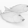 Two Red And Gray Aquatic Fish Close Up On White Background 3d model