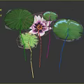 Vibrant Pink Lotus Flower With Purple Center And Green Leaves Stems
