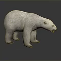 Realistic 3D Polar Bear Model With White Fur Standing Pose And Detailed Rendering 3d model