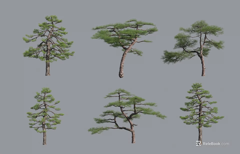 Different Form Pine Trees Displaying Unique Branch Shapes On Gray Background 3d model