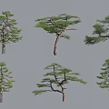 Different Form Pine Trees Displaying Unique Branch Shapes On Gray Background 3d model