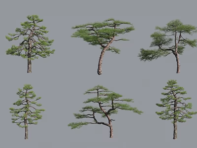 Different Form Pine Trees Displaying Unique Branch Shapes On Gray Background 3d model