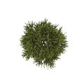 Lush Green Arbor With Dense Foliage And Natural Healthy Growth Appearance