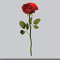Beautiful Red Rose with Green Stem and Fresh Leaves on White Background