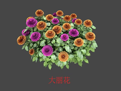 Vibrant Purple and Orange Dahlia Flowers With Lush Green Leaves Blooming 3d model