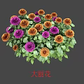 Vibrant Purple and Orange Dahlia Flowers With Lush Green Leaves Blooming