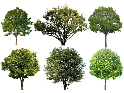 Various Types of Arbor Trees with Diverse Foliage and Canopy Shapes 3d model