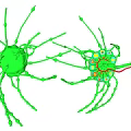 Nervous System Organizational Structure Featuring Green Neurons Branches Cell Bodies And Red Connections