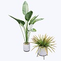 Modern indoor potted plants 3d model