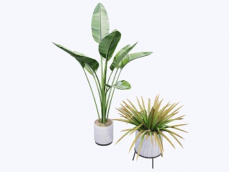 Modern indoor potted plants 3d model