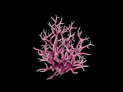 Purple Branching Coral As Aquatic Animal Structure On Black Background 3d model