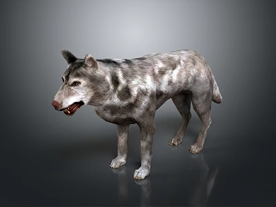 3D Render Of Gray And White Spotted Wolf With Open Mouth Standing On Dark Background 3d model