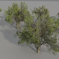 Various Arbor Trees With Different Sizes Shapes And Natural Shadows 3d model