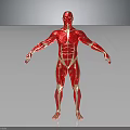 Realistic Human Muscles Anatomy 3D Model Full Body Showing Complete Muscular Structure