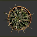 Green and Yellow Cactus Plant in Orange Clay Pot with Sharp Thorns